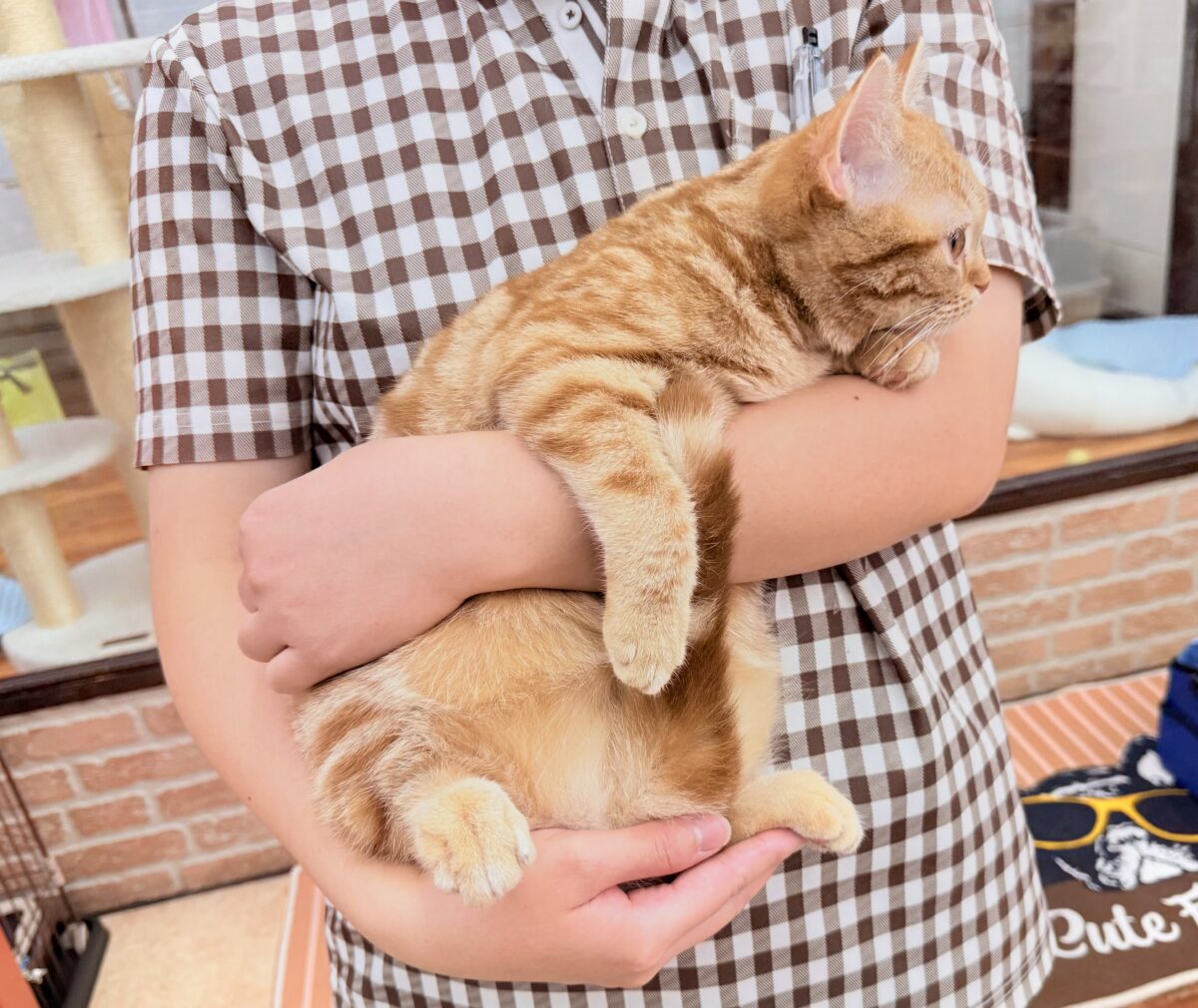 アメリカンショートヘア