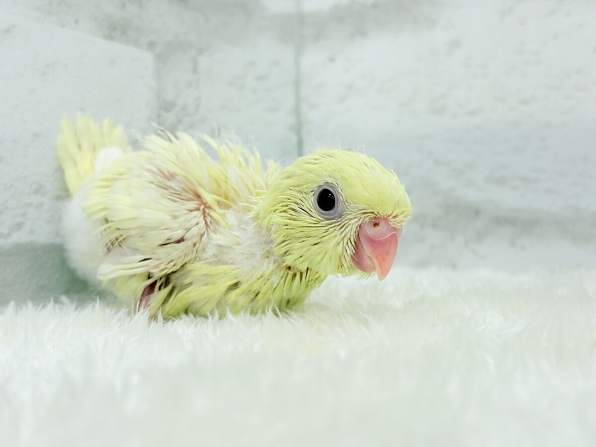 サザナミインコ