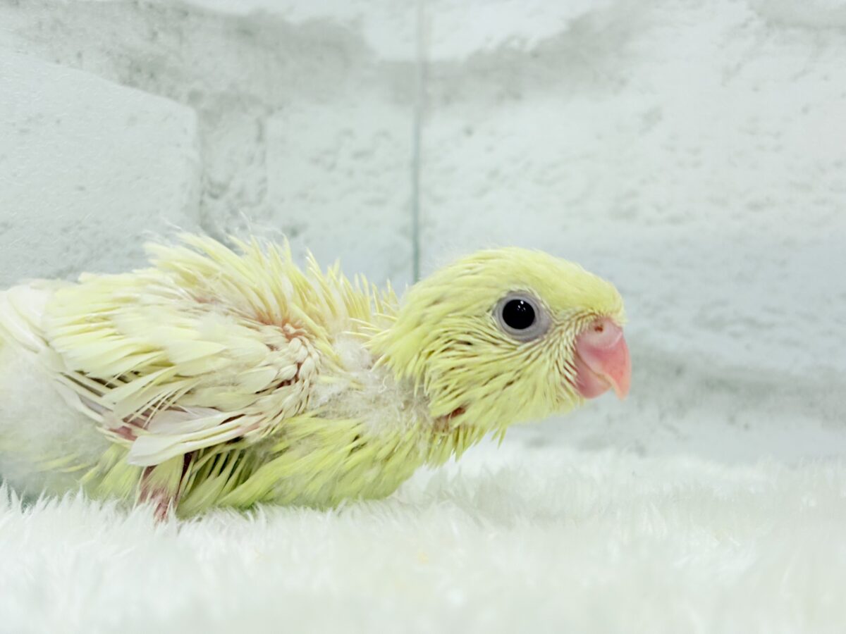 サザナミインコ