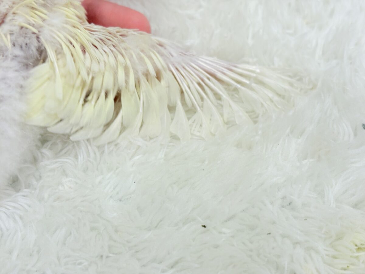 サザナミインコ
