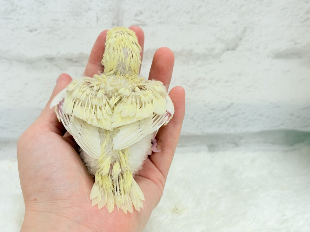 サザナミインコ