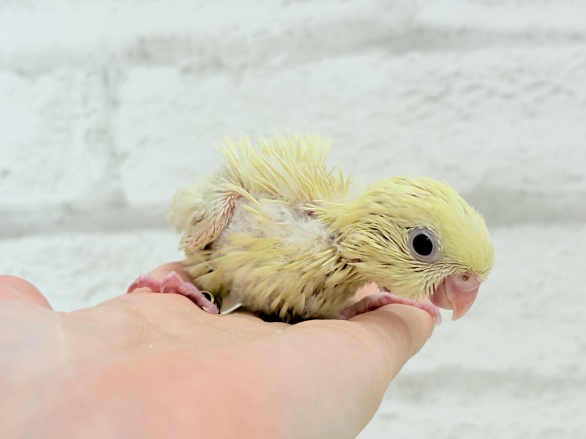 サザナミインコ