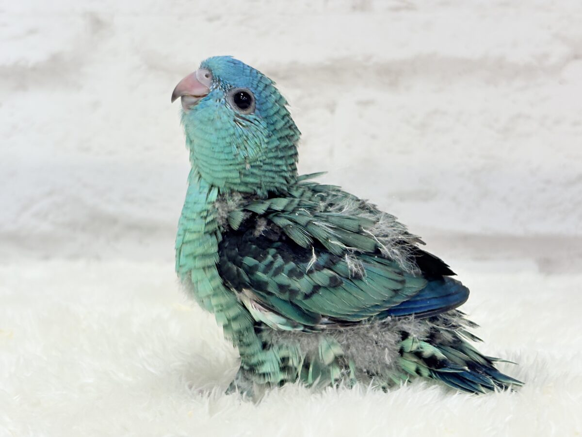 サザナミインコ