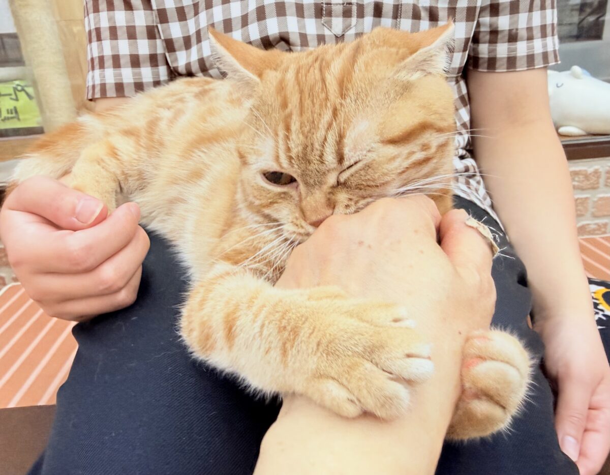アメリカンショートヘア
