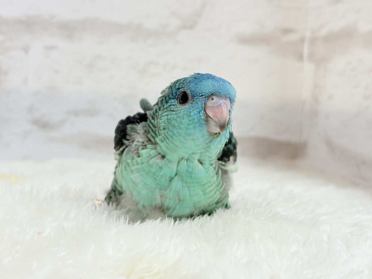サザナミインコ