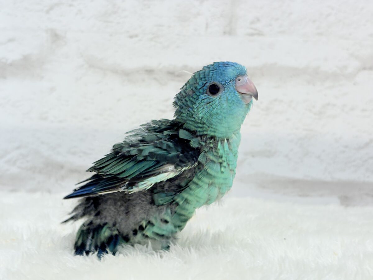サザナミインコ