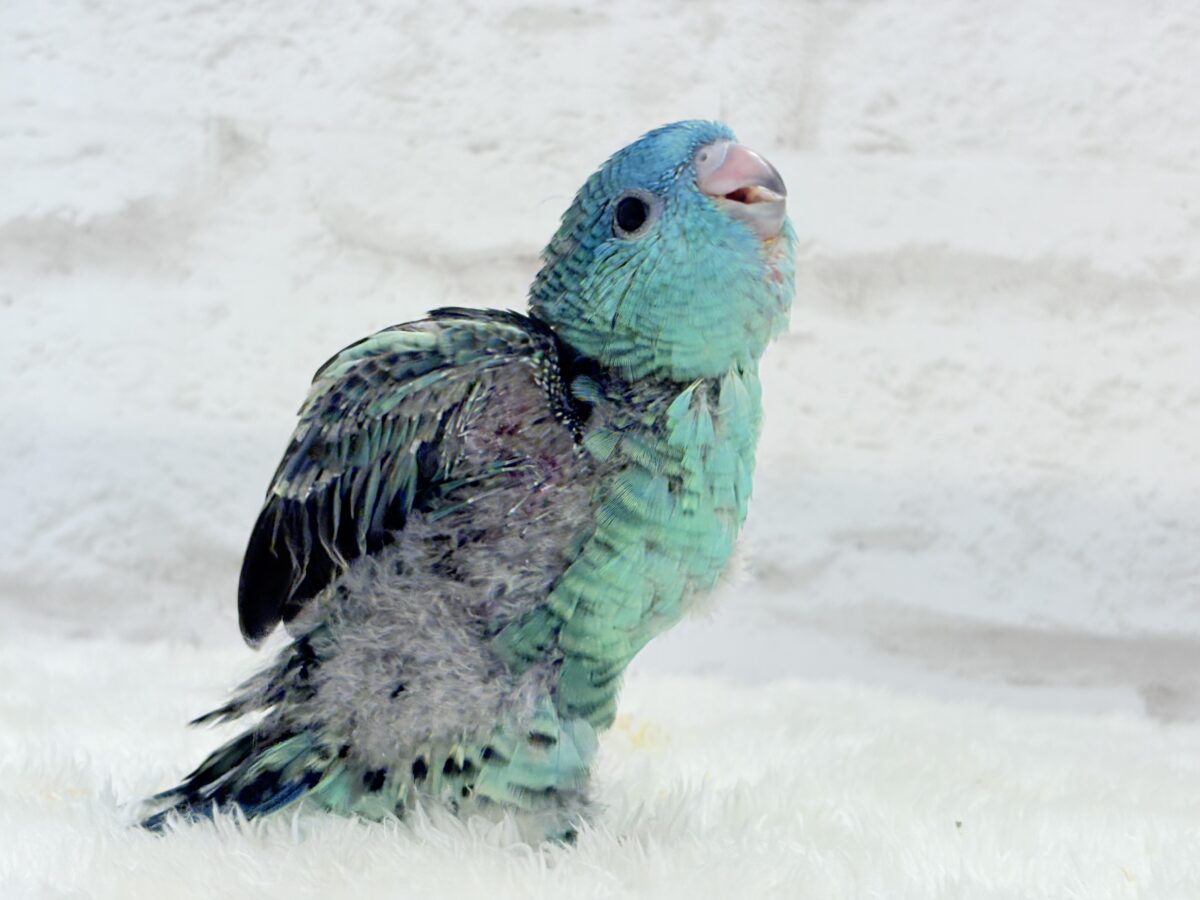 サザナミインコ
