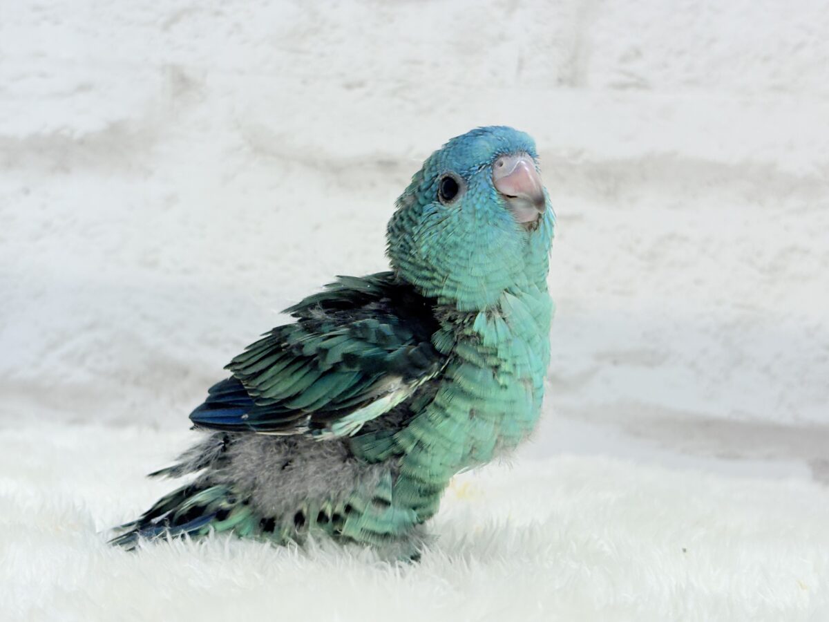 サザナミインコ