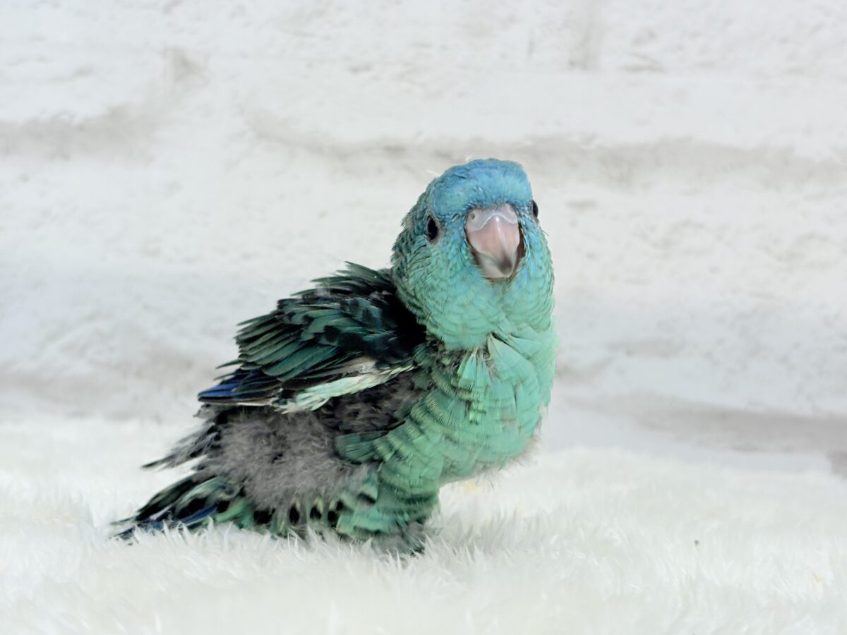 サザナミインコ