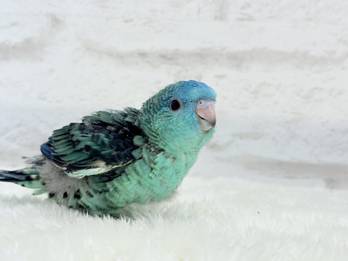 サザナミインコ