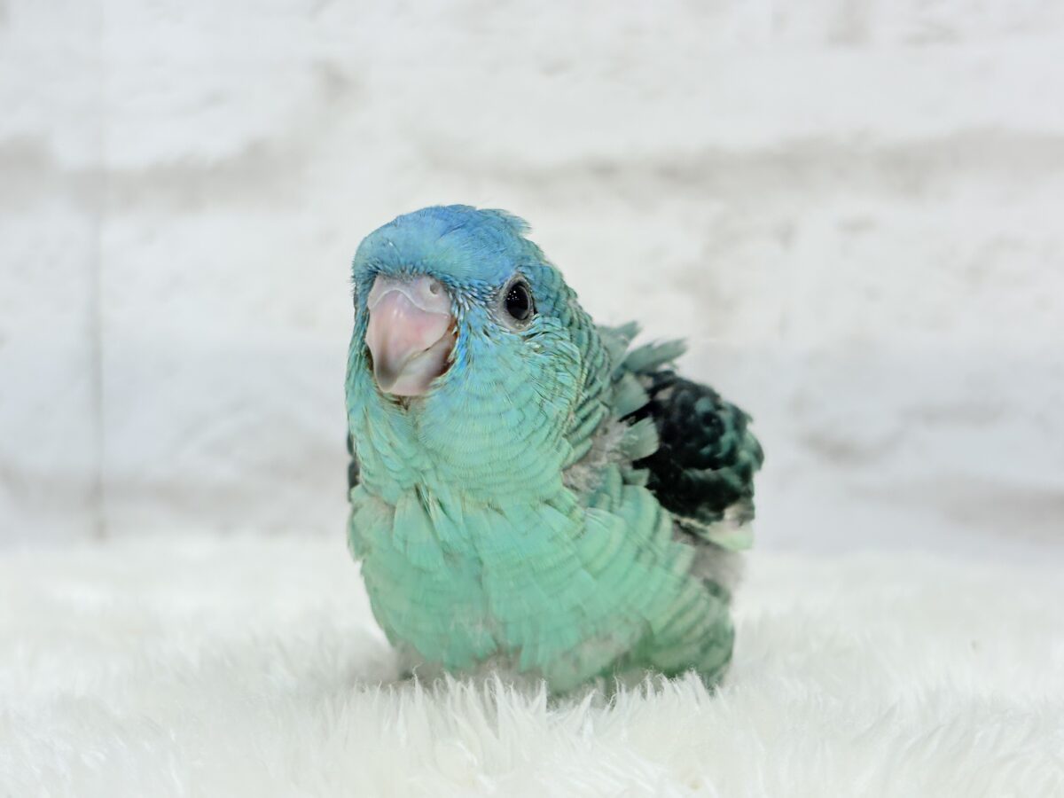 サザナミインコ