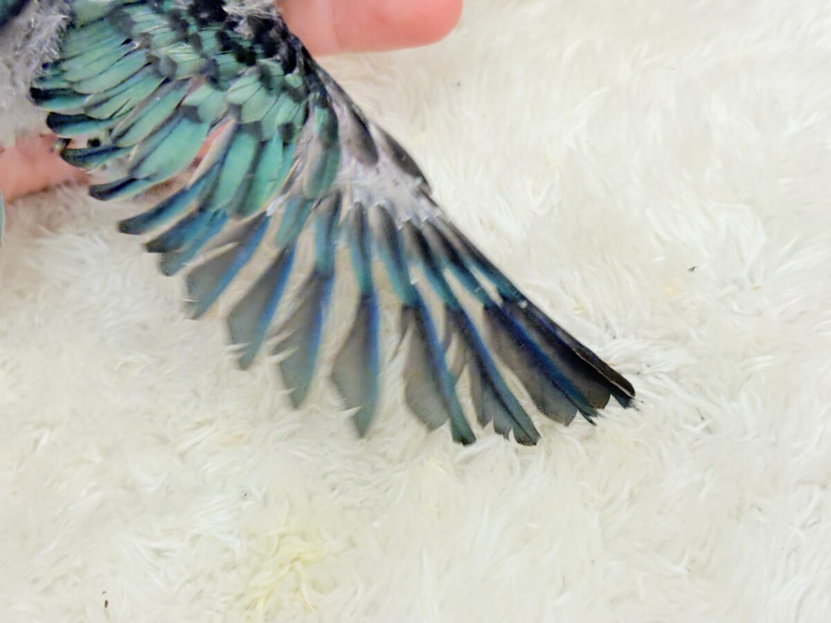 サザナミインコ