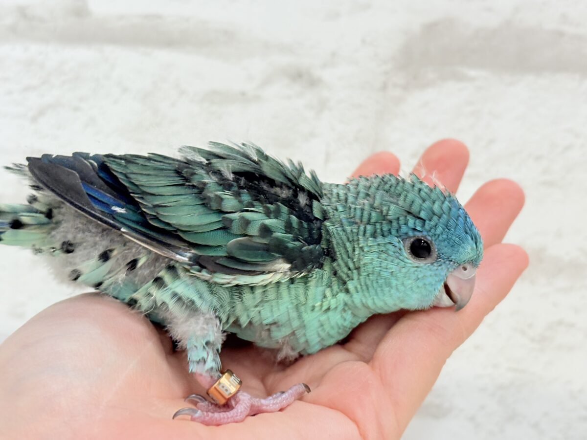 サザナミインコ