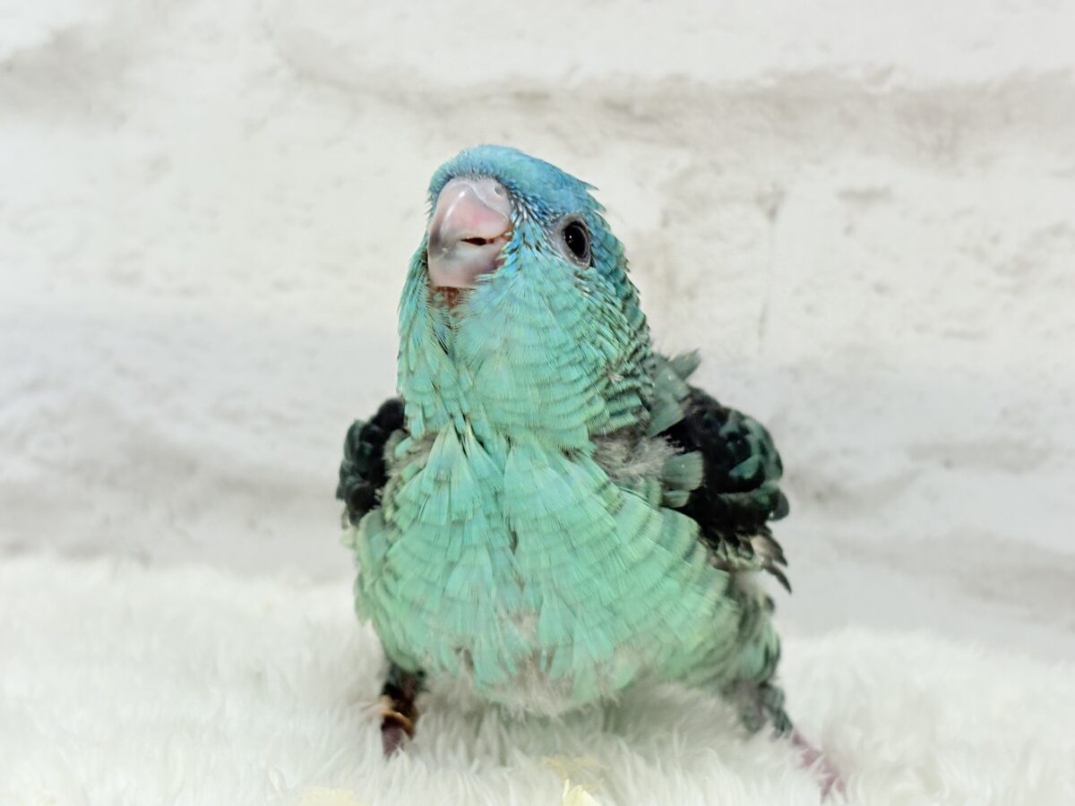 サザナミインコ