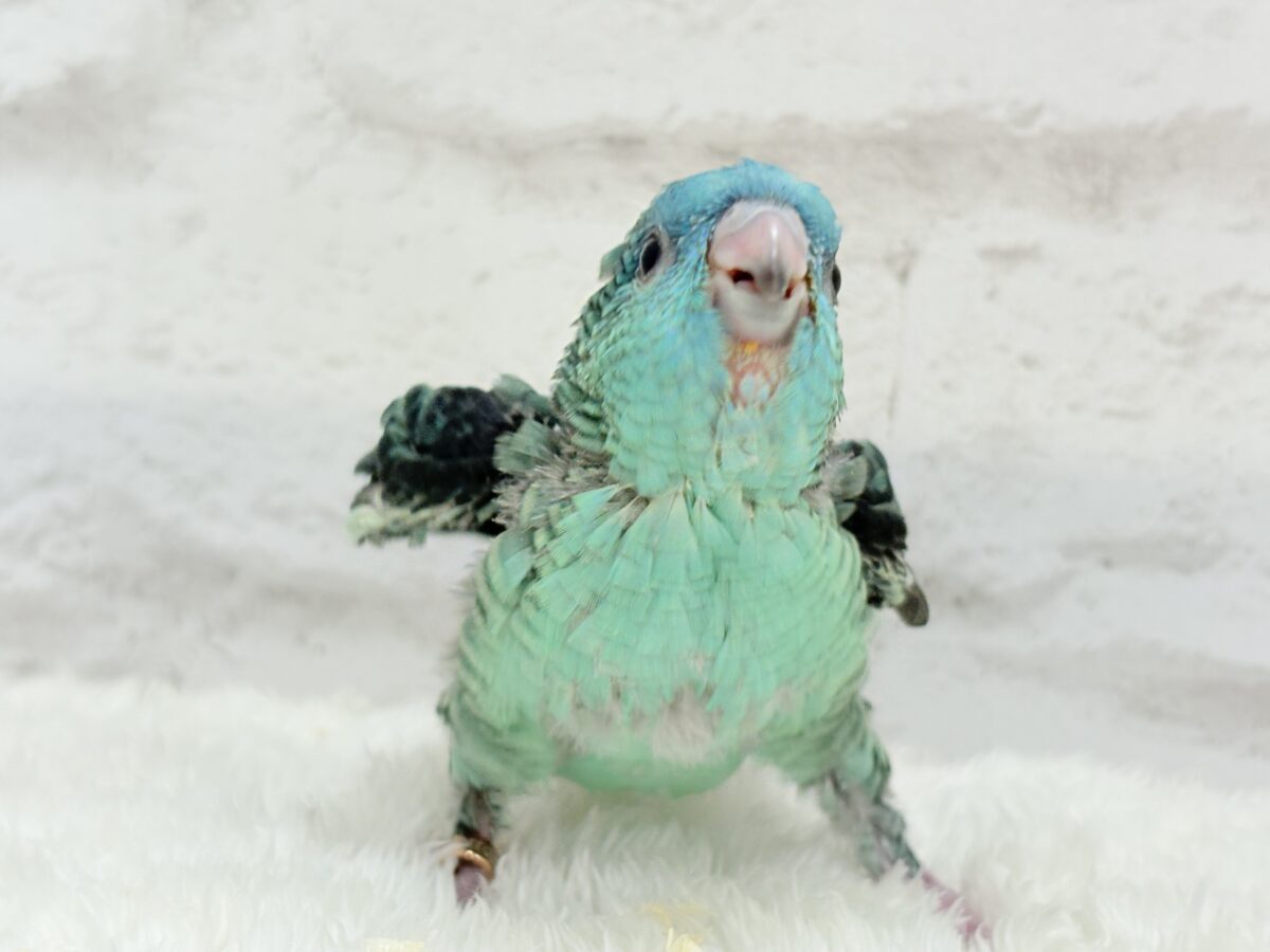 サザナミインコ