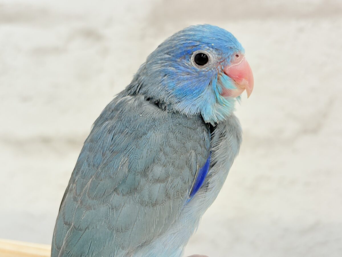 マメルリハ