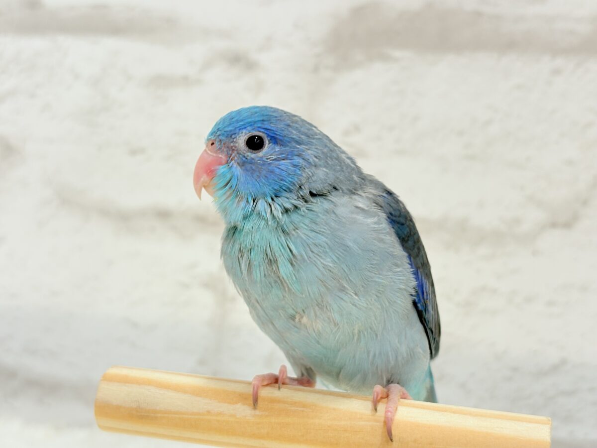 マメルリハ