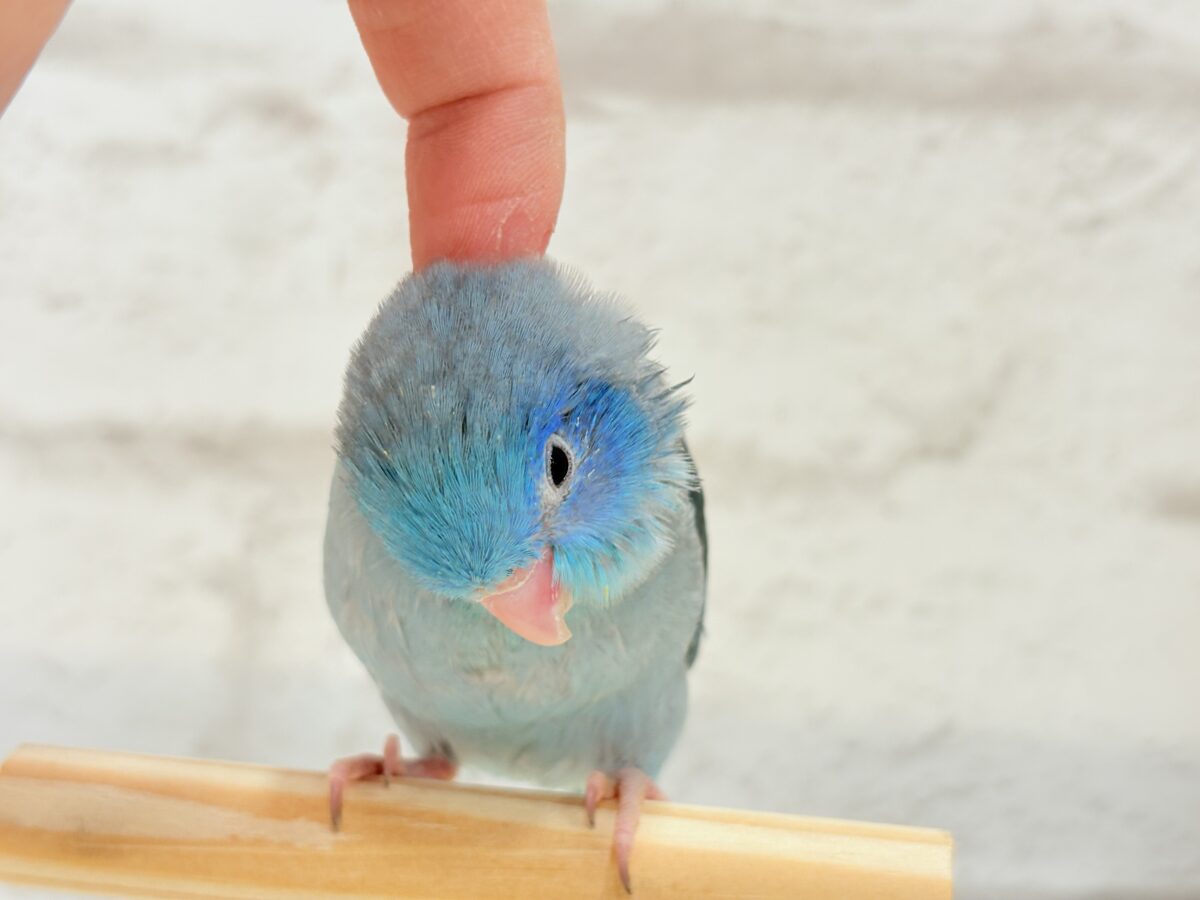 マメルリハ