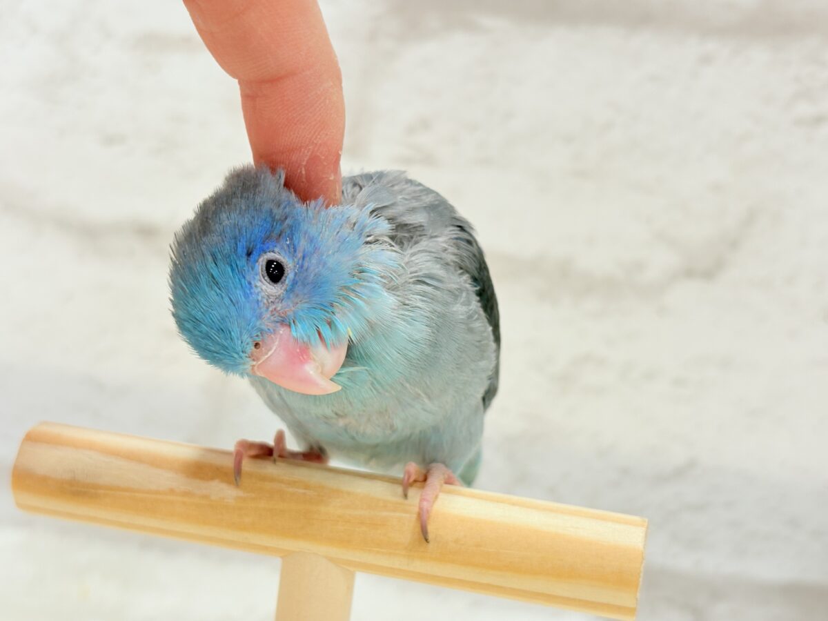 マメルリハ