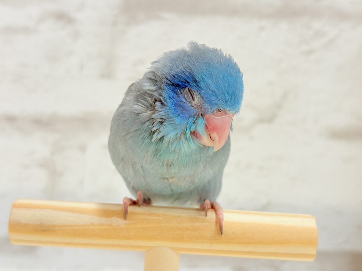 マメルリハ