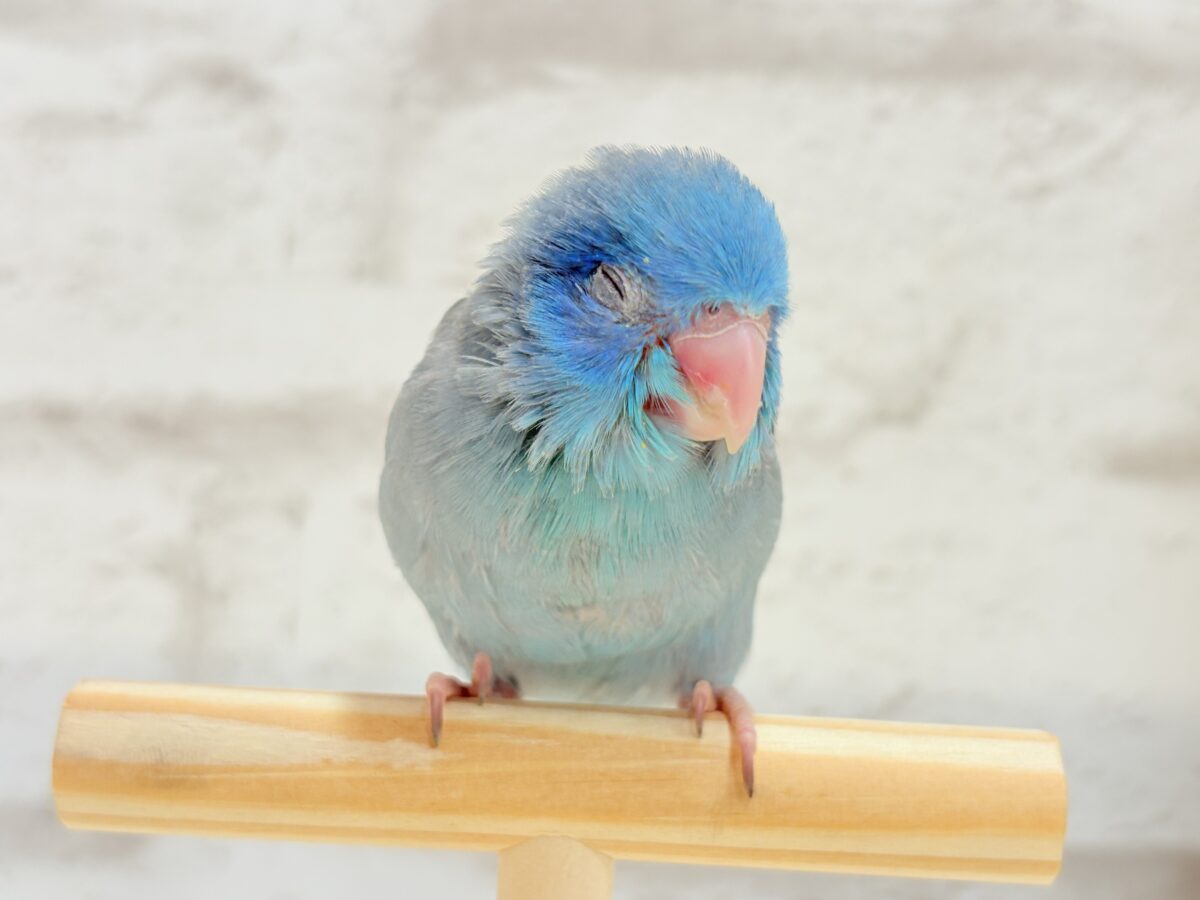 マメルリハ