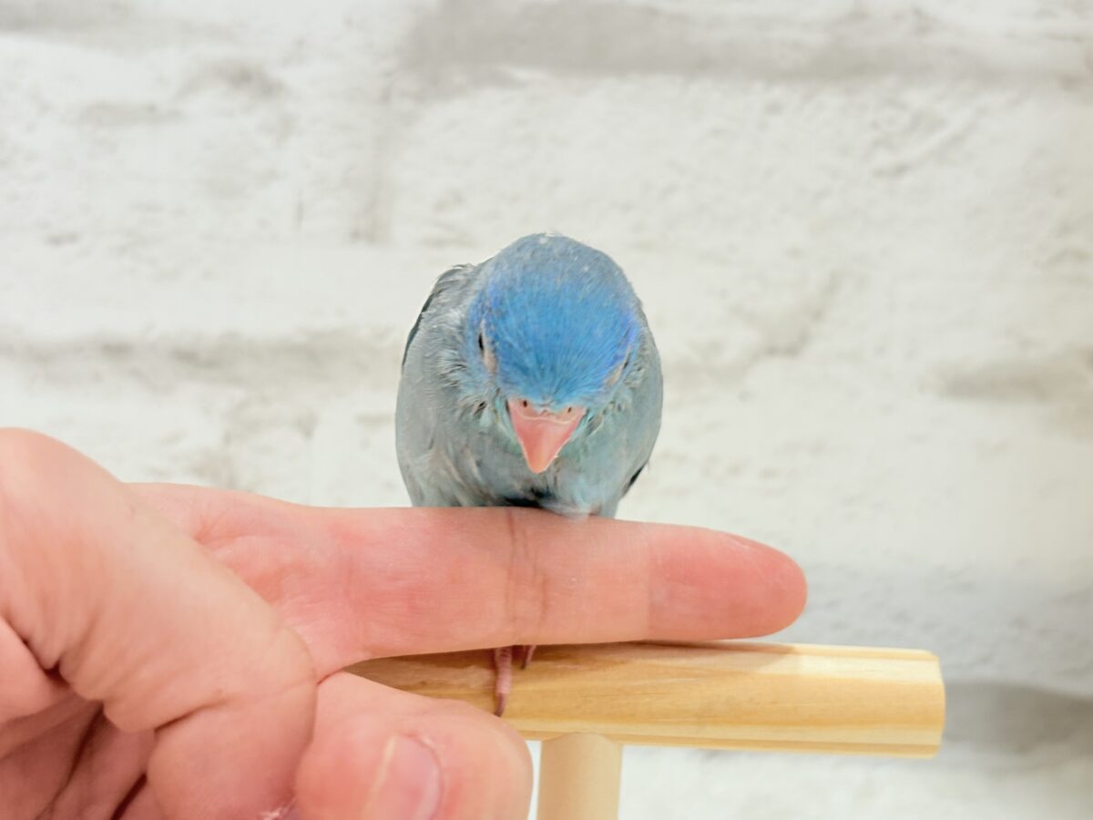 マメルリハ