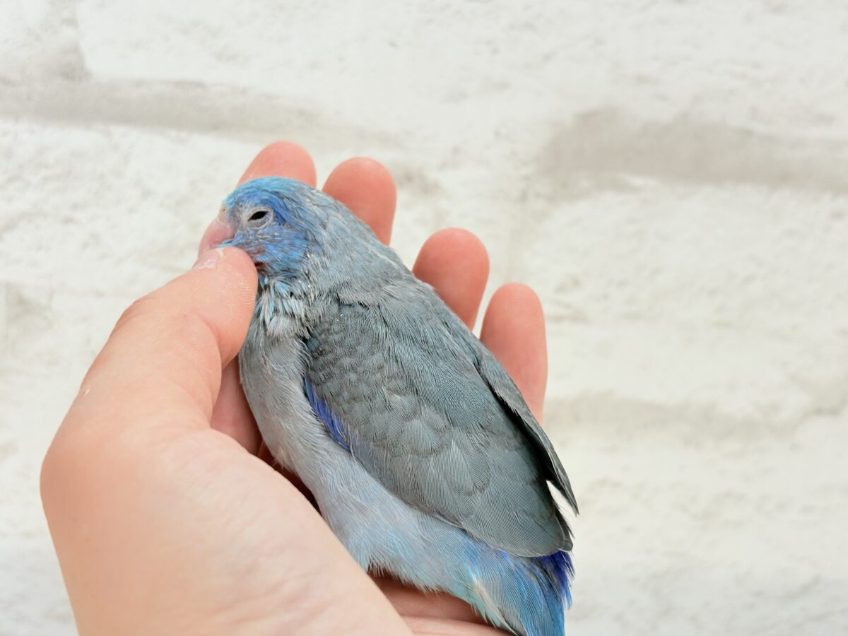 マメルリハ
