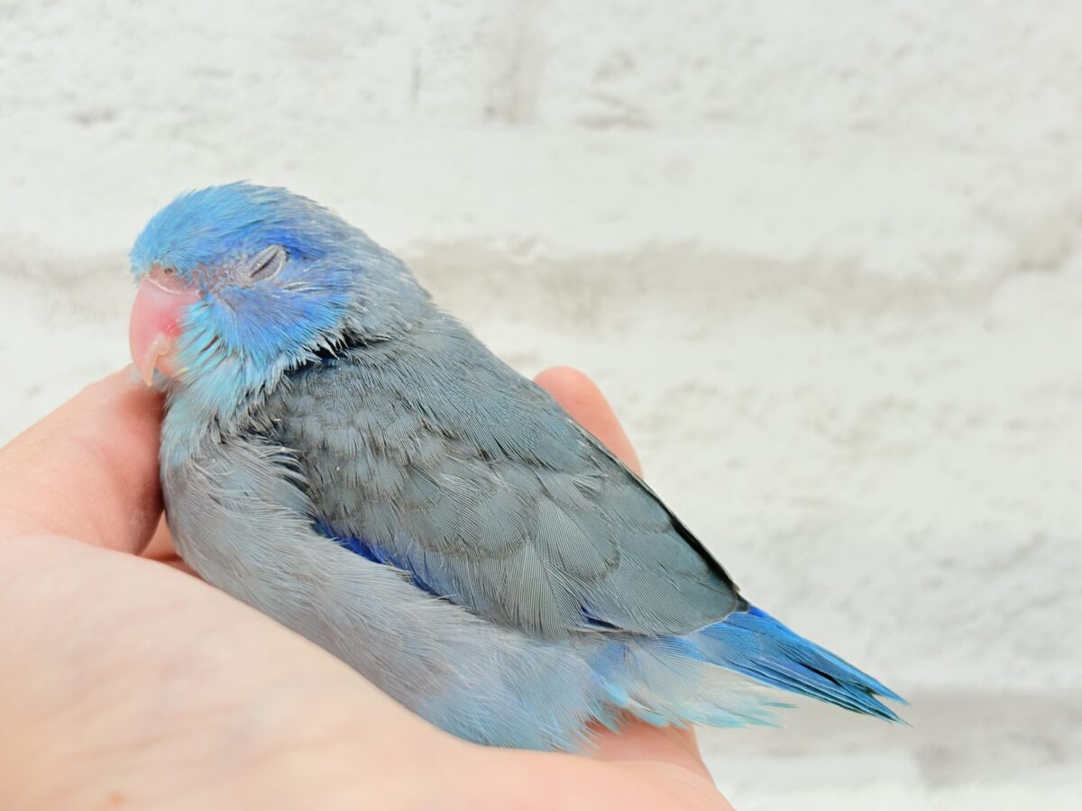 マメルリハ