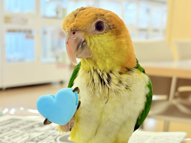 【最新画像更新🪄もうすぐひとり餌‪☆】元気印🪅みかん頭の甘えんぼ🍊💖シロハラインコ ヒナ
