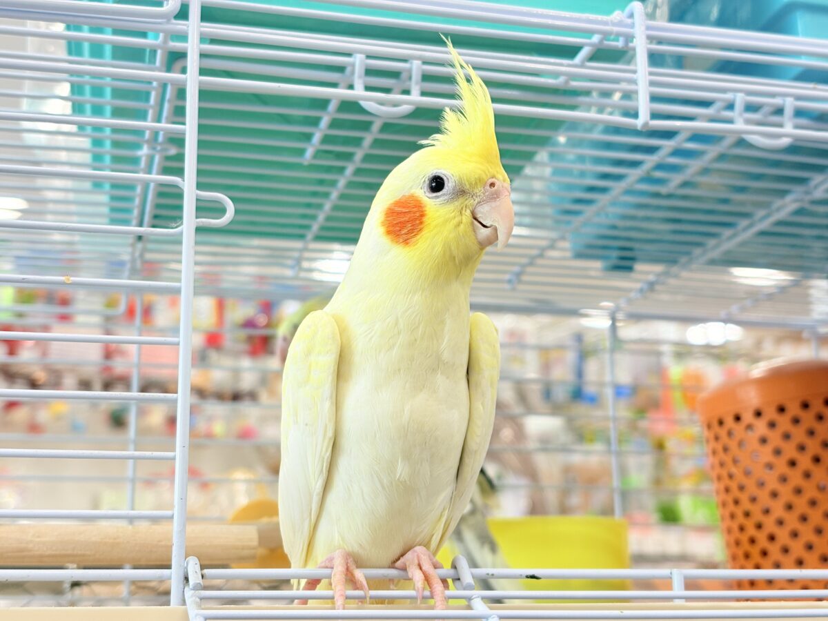 オカメインコ