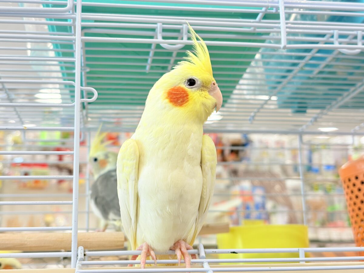 オカメインコ