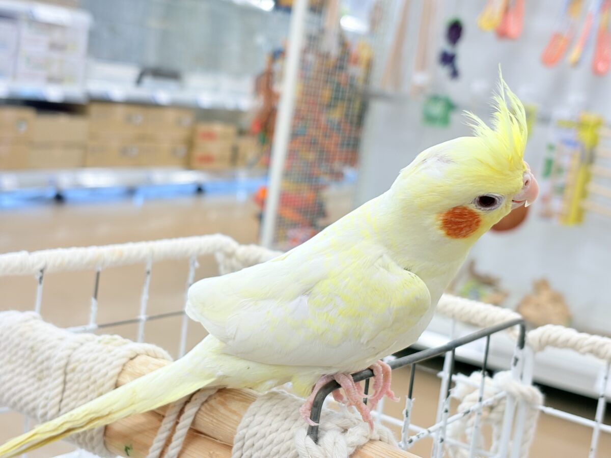 オカメインコ