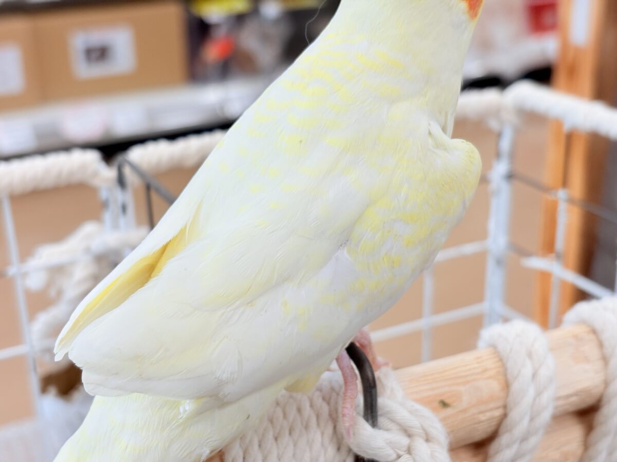オカメインコ