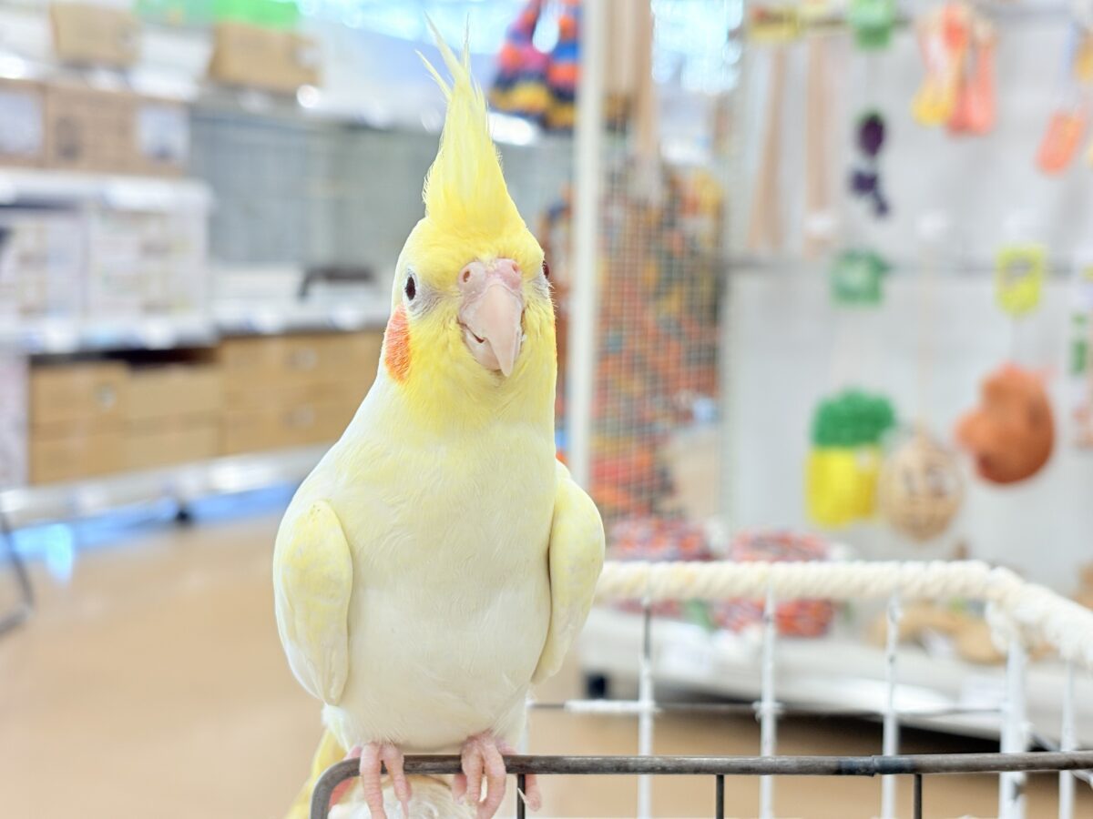 オカメインコ