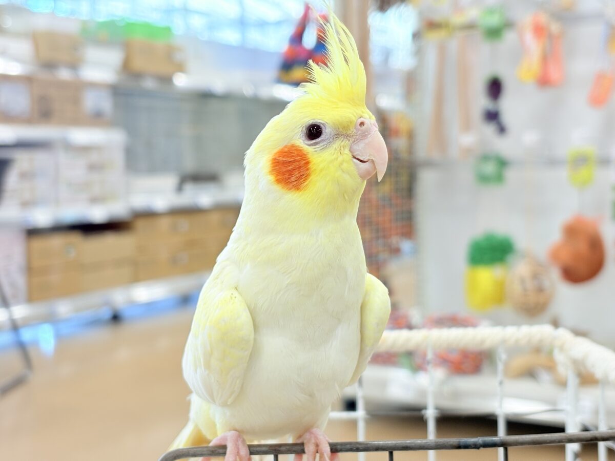 オカメインコ
