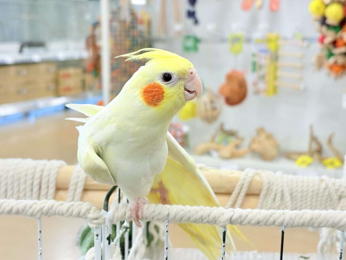 オカメインコ