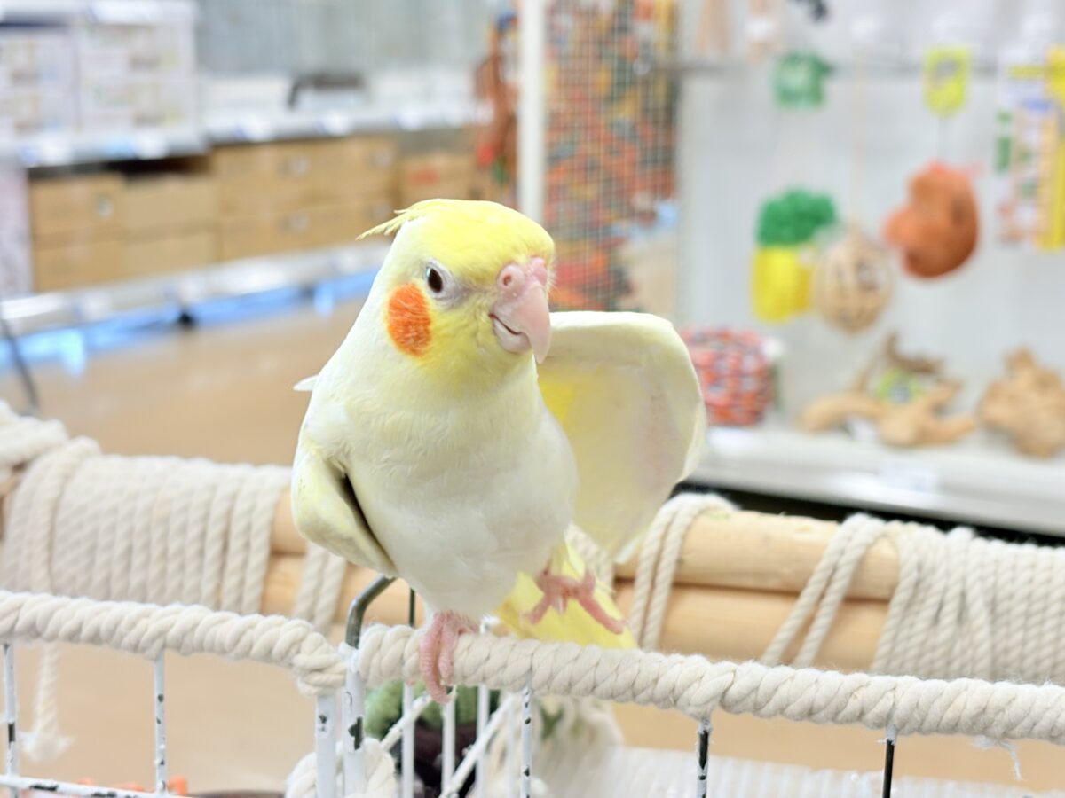 オカメインコ