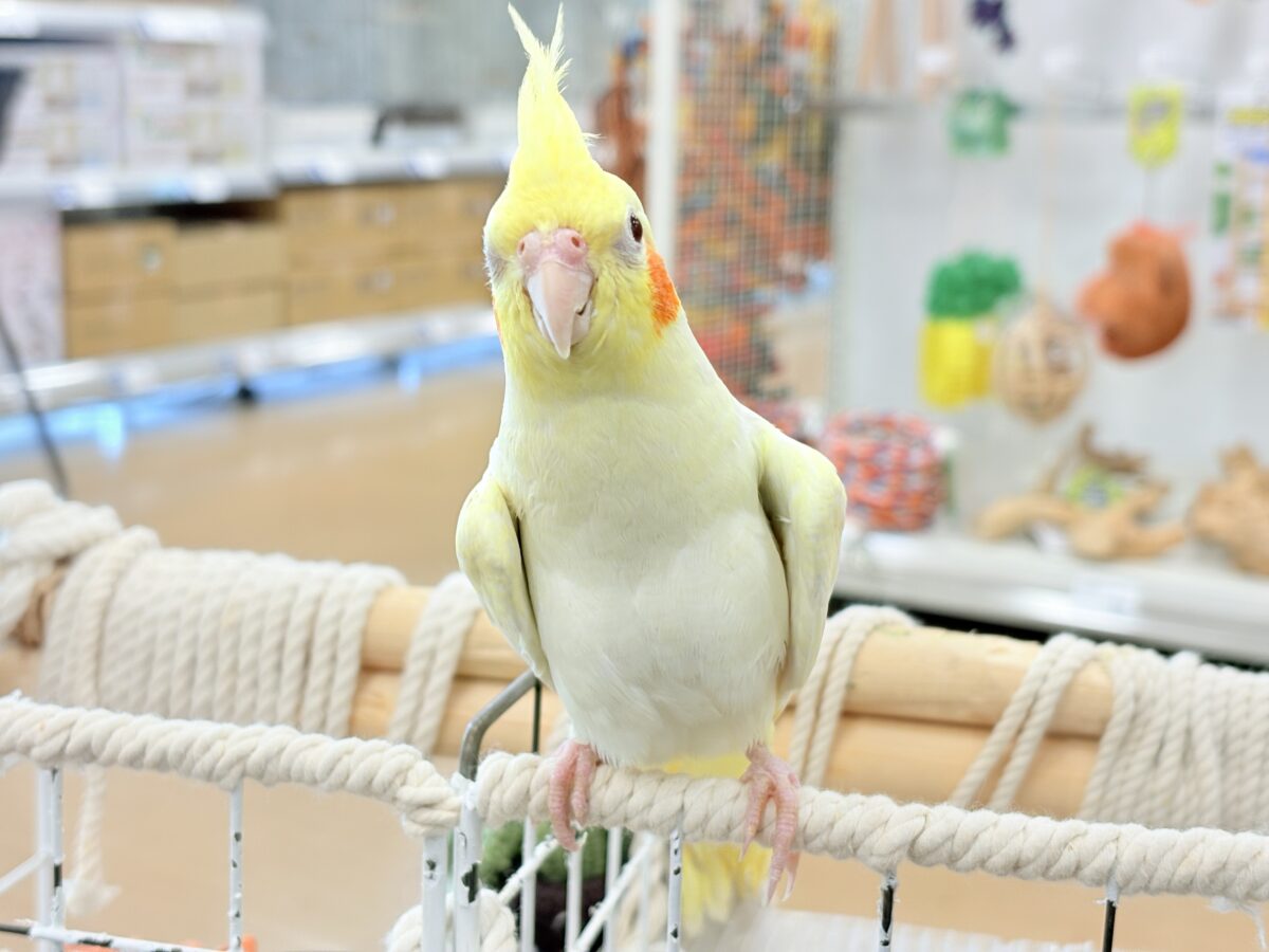 オカメインコ
