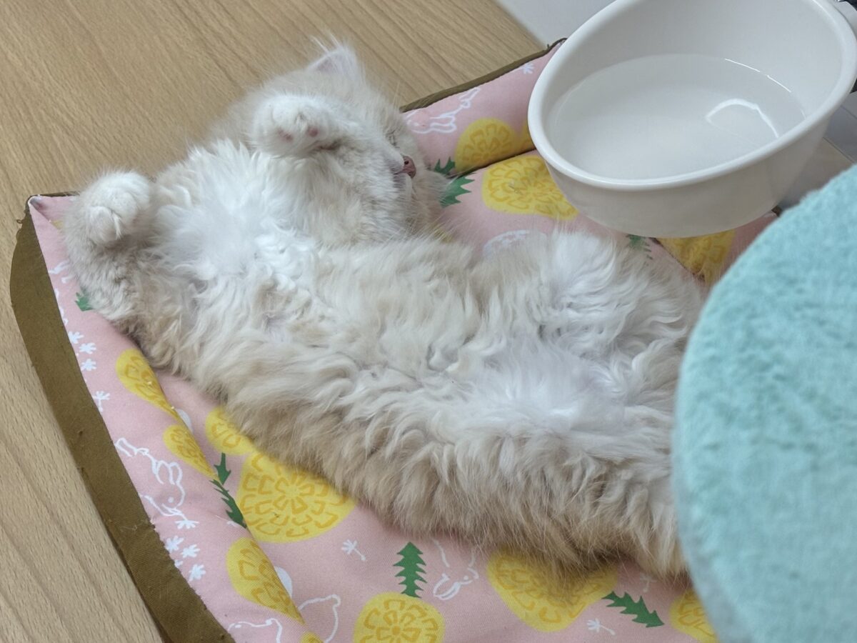 ラガマフィン