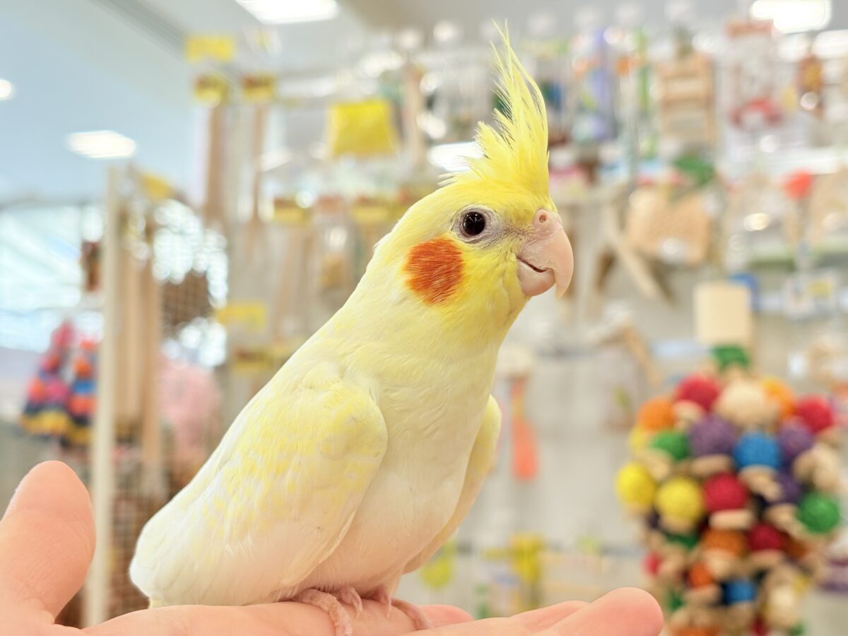 オカメインコ