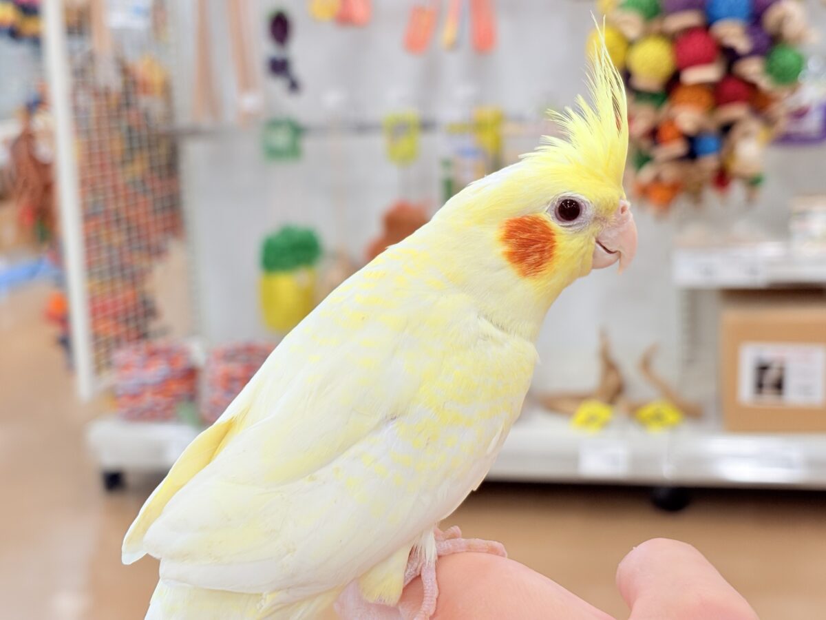 オカメインコ