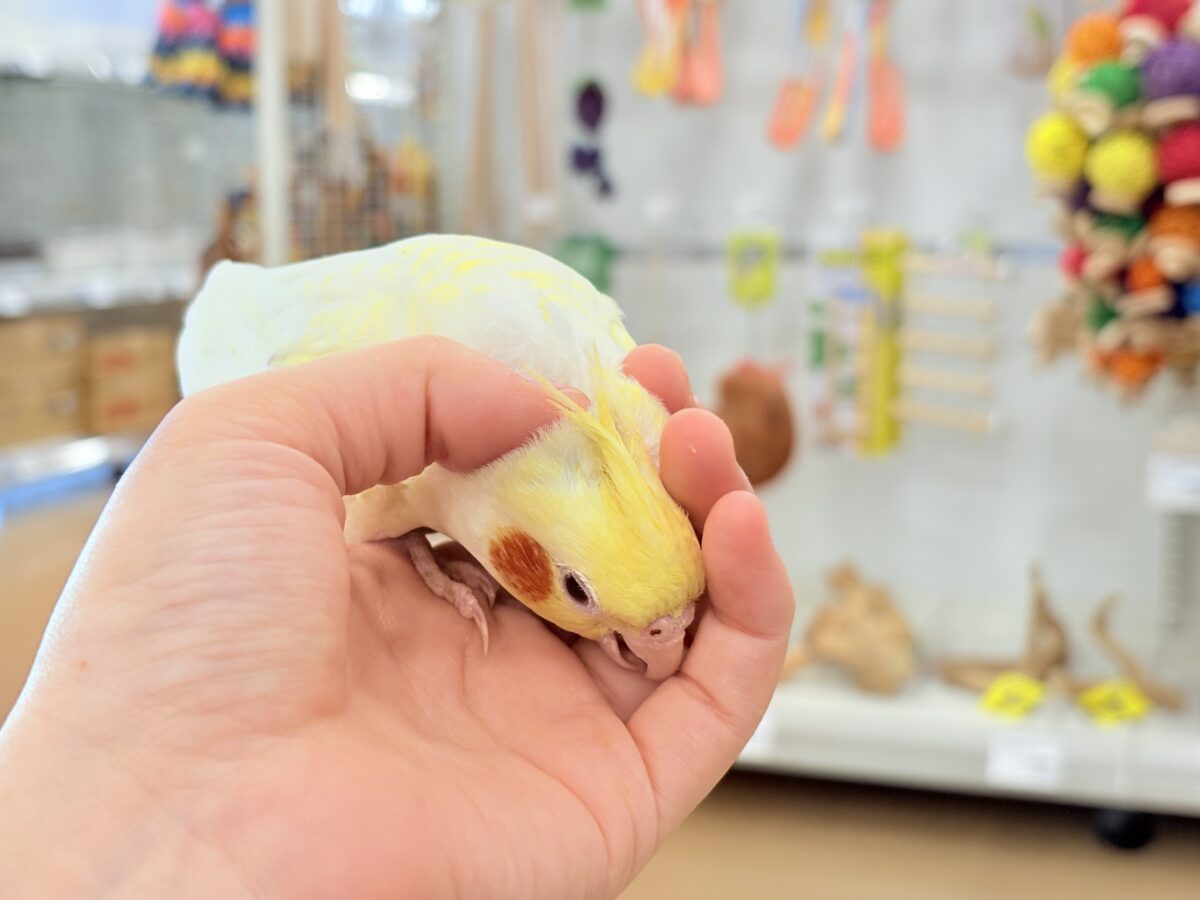 オカメインコ
