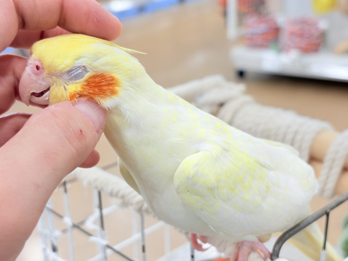 オカメインコ