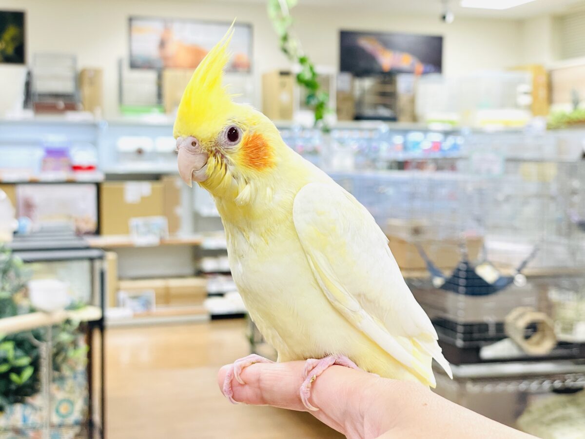オカメインコ