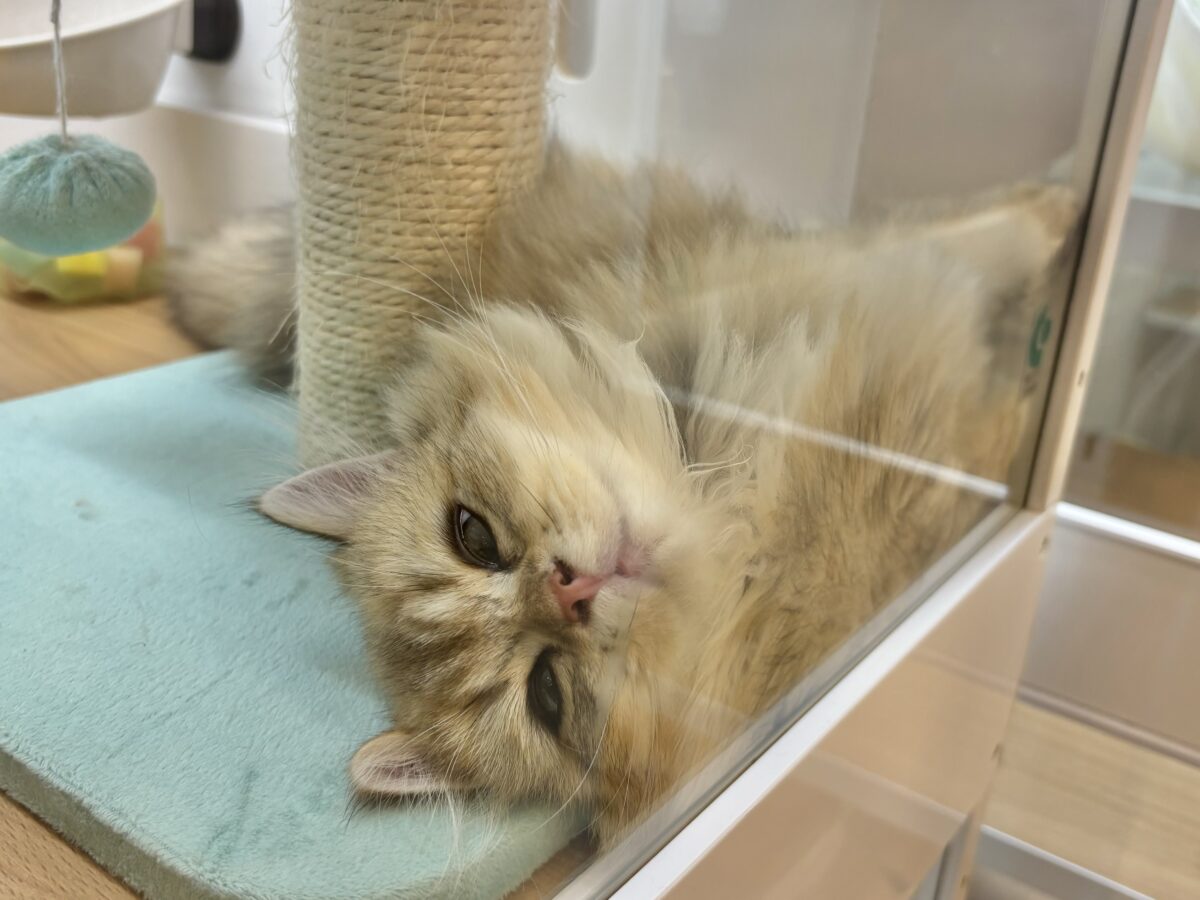 ブリティッシュショートヘア