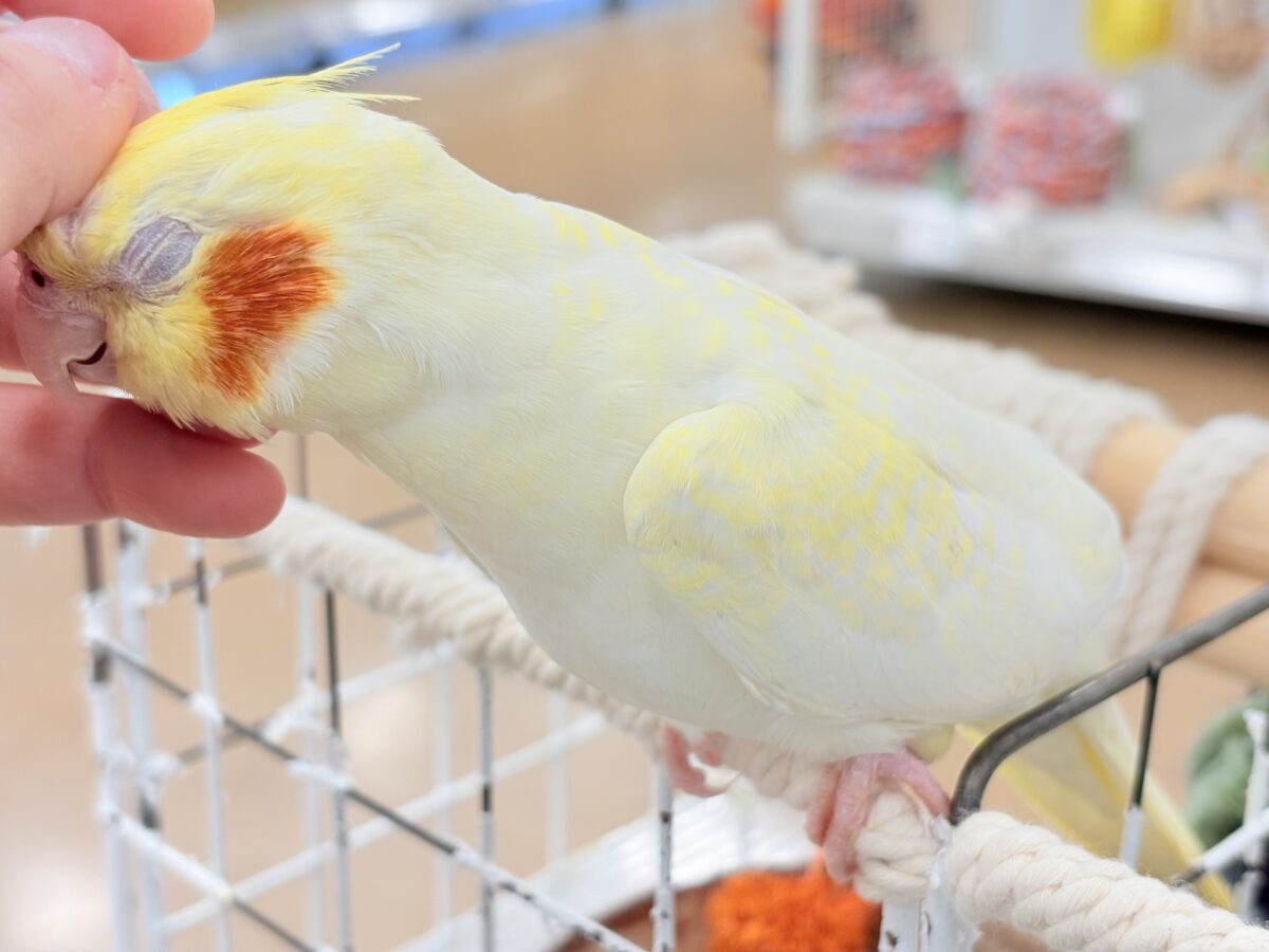 オカメインコ