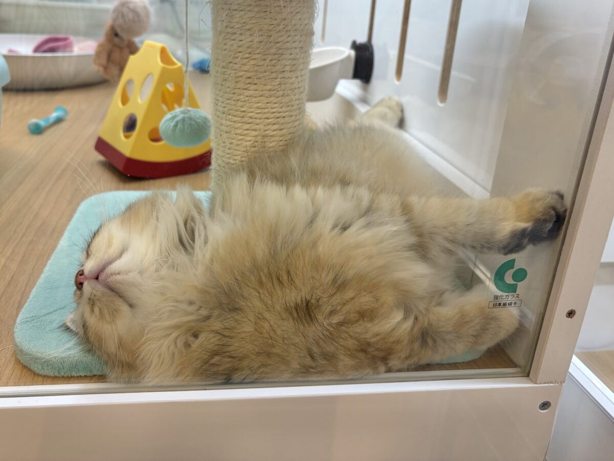 ブリティッシュショートヘア