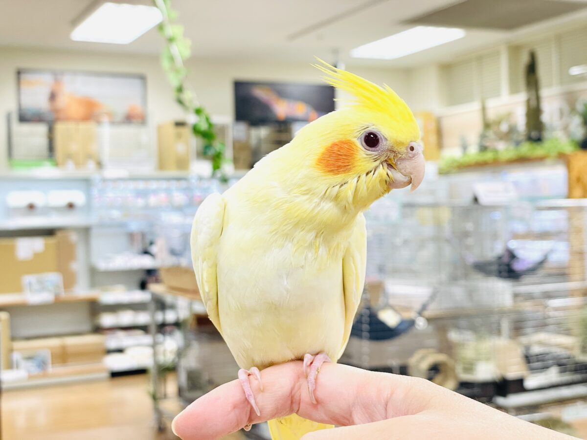 オカメインコ
