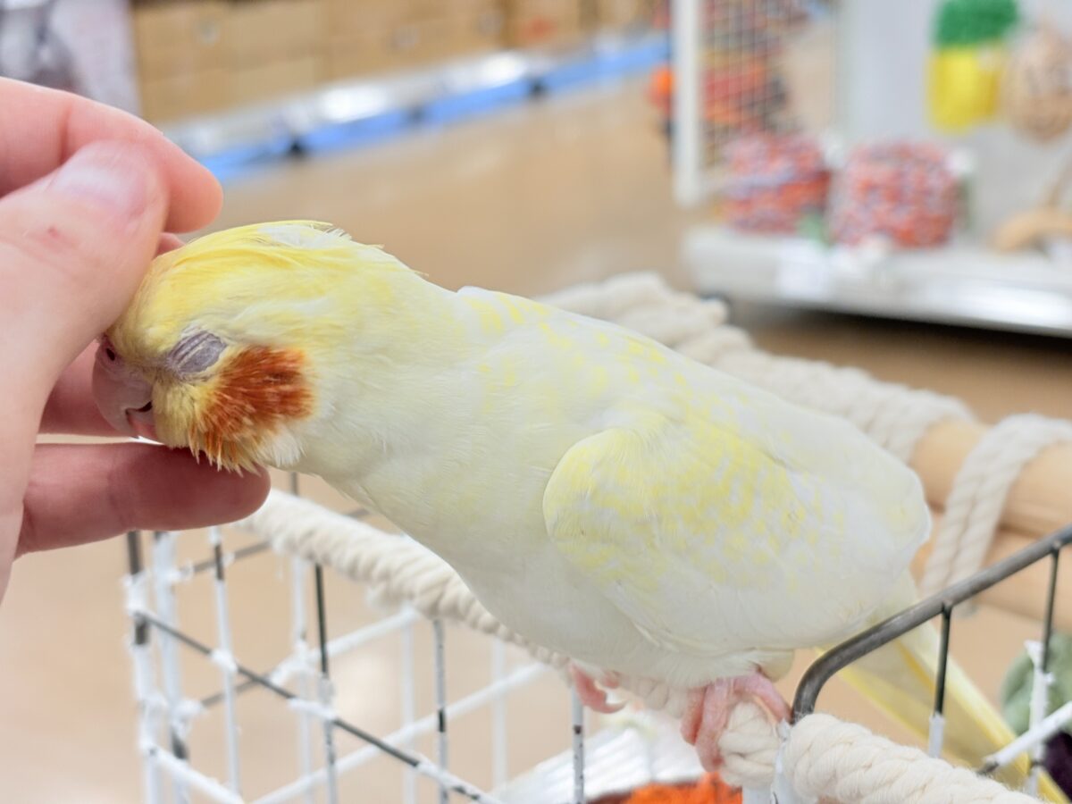 オカメインコ