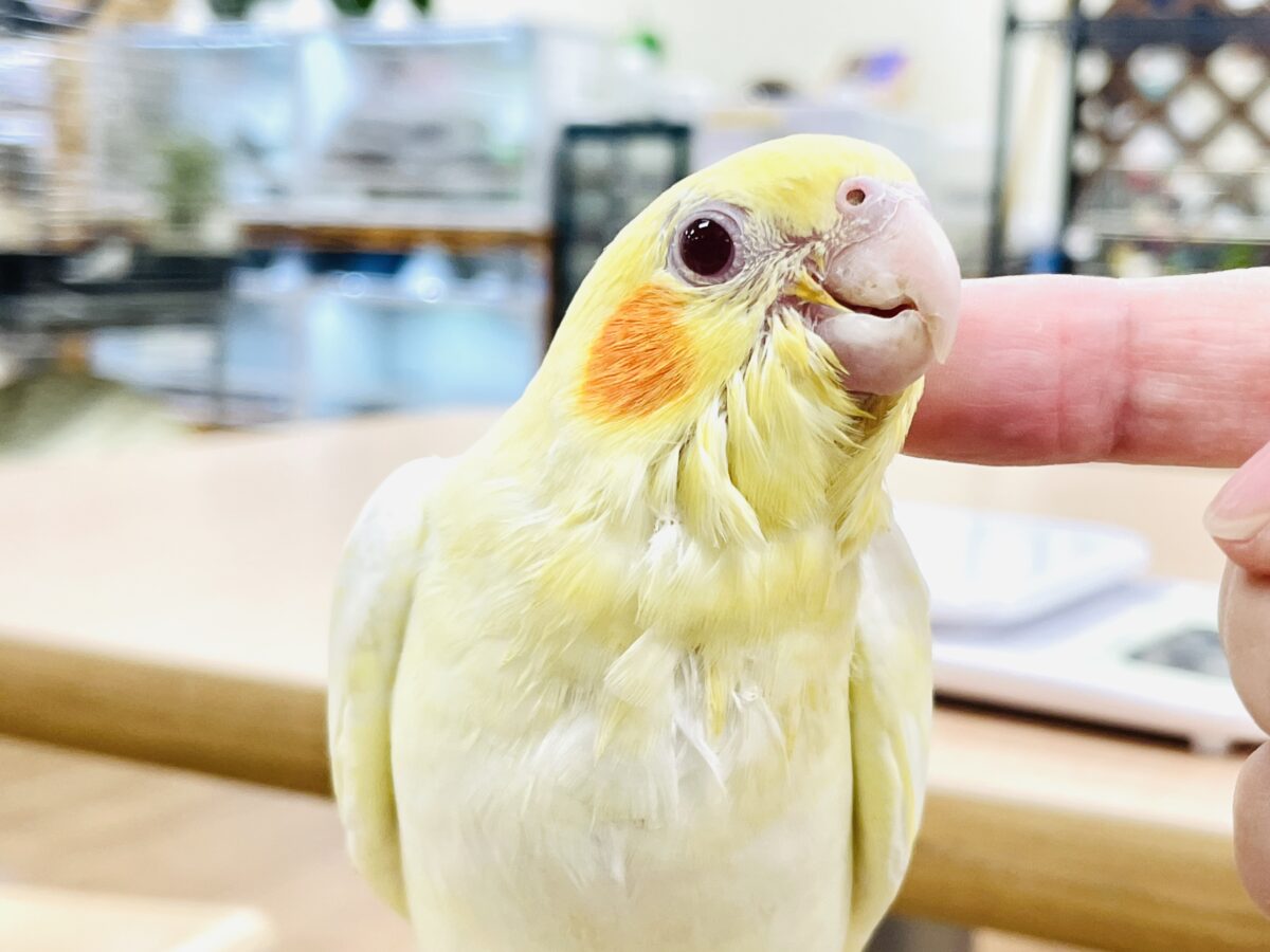 オカメインコ